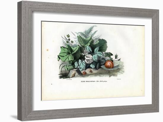 Helix Snails, 1863-79-Raimundo Petraroja-Framed Giclee Print