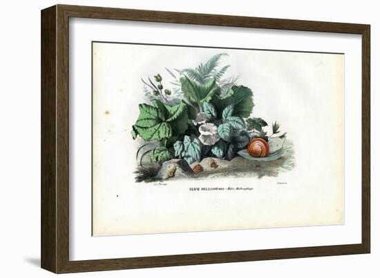 Helix Snails, 1863-79-Raimundo Petraroja-Framed Giclee Print