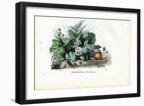 Helix Snails, 1863-79-Raimundo Petraroja-Framed Giclee Print