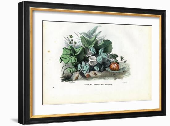 Helix Snails, 1863-79-Raimundo Petraroja-Framed Giclee Print
