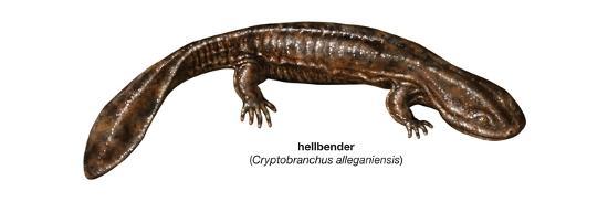 Hellbender (Cryptobranchus Alleganiensis), Amphibians' Art Print -  Encyclopaedia Britannica