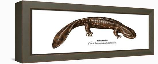 Hellbender (Cryptobranchus Alleganiensis), Amphibians-Encyclopaedia Britannica-Framed Stretched Canvas