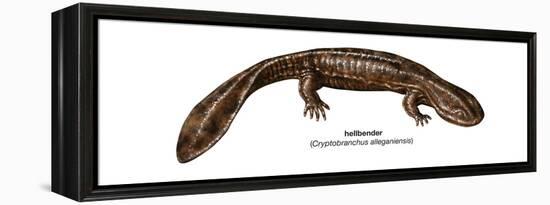 Hellbender (Cryptobranchus Alleganiensis), Amphibians-Encyclopaedia Britannica-Framed Stretched Canvas