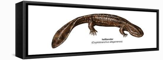 Hellbender (Cryptobranchus Alleganiensis), Amphibians-Encyclopaedia Britannica-Framed Stretched Canvas