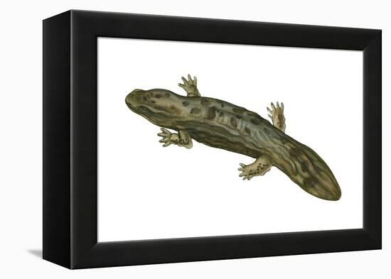 Hellbender (Cryptobranchus Alleganiensis), Amphibians-Encyclopaedia Britannica-Framed Stretched Canvas