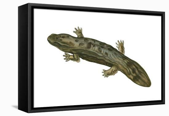 Hellbender (Cryptobranchus Alleganiensis), Amphibians-Encyclopaedia Britannica-Framed Stretched Canvas