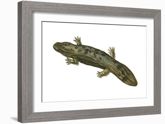 Hellbender (Cryptobranchus Alleganiensis), Amphibians-Encyclopaedia Britannica-Framed Art Print