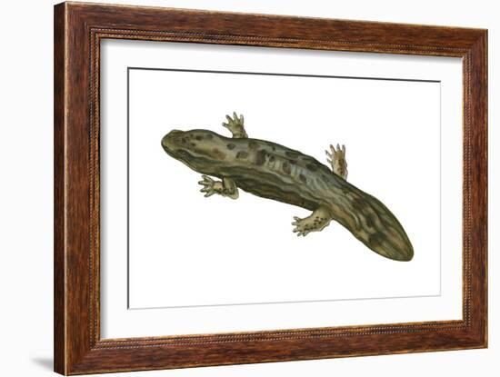 Hellbender (Cryptobranchus Alleganiensis), Amphibians-Encyclopaedia Britannica-Framed Art Print