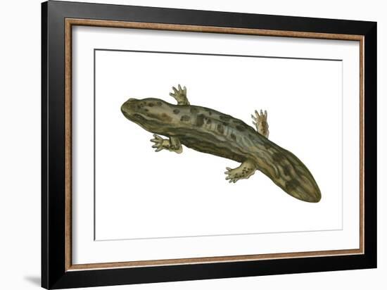 Hellbender (Cryptobranchus Alleganiensis), Amphibians-Encyclopaedia Britannica-Framed Art Print