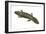 Hellbender (Cryptobranchus Alleganiensis), Amphibians-Encyclopaedia Britannica-Framed Art Print