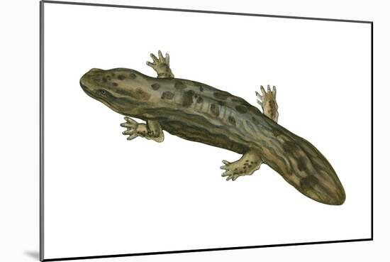 Hellbender (Cryptobranchus Alleganiensis), Amphibians-Encyclopaedia Britannica-Mounted Art Print