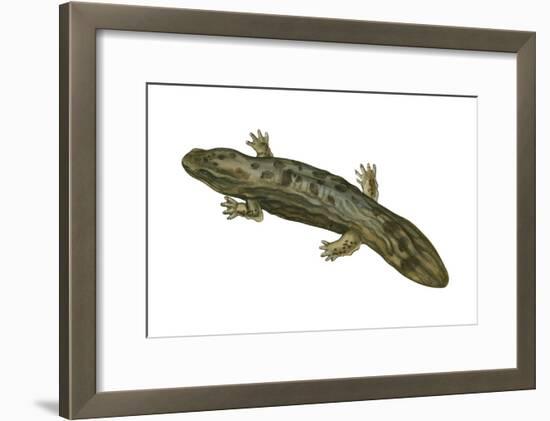 Hellbender (Cryptobranchus Alleganiensis), Amphibians-Encyclopaedia Britannica-Framed Art Print