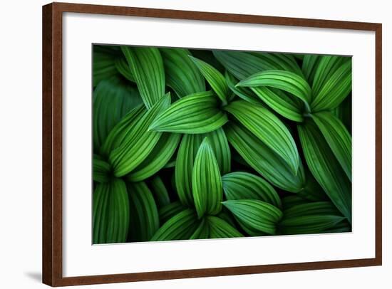 Hellebore 1-Ursula Abresch-Framed Photographic Print