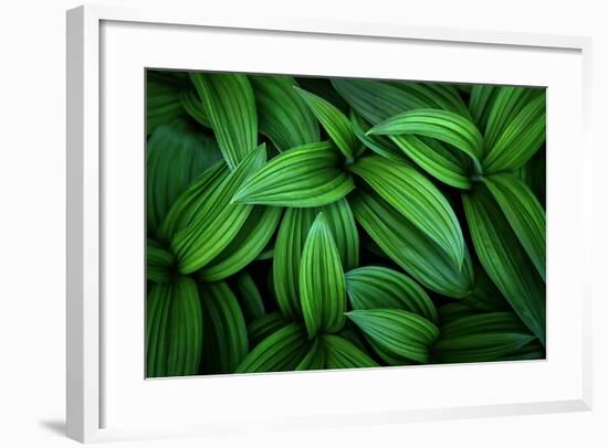 Hellebore 1-Ursula Abresch-Framed Photographic Print