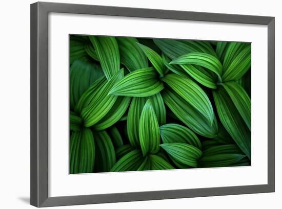 Hellebore 1-Ursula Abresch-Framed Photographic Print