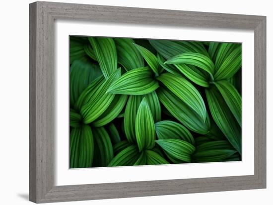 Hellebore 1-Ursula Abresch-Framed Photographic Print