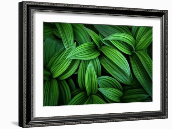 Hellebore 1-Ursula Abresch-Framed Photographic Print