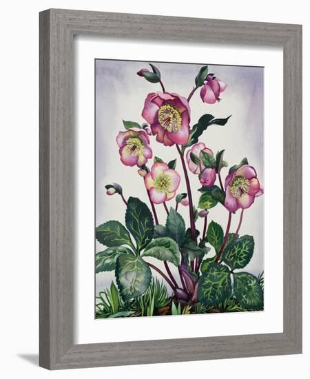 Hellebore, 2019 (Watercolour on Paper)-Christopher Ryland-Framed Giclee Print