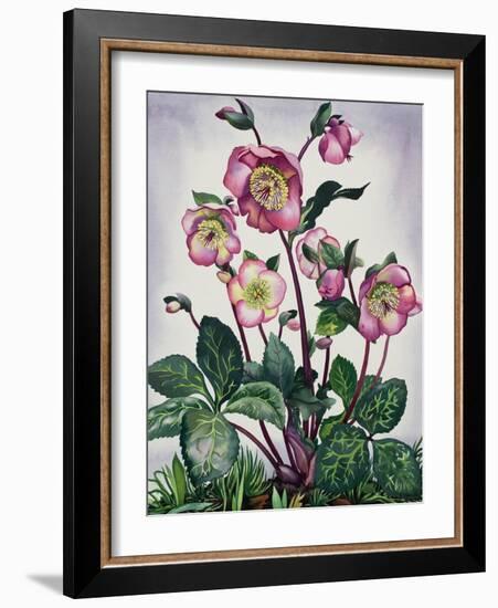 Hellebore, 2019 (Watercolour on Paper)-Christopher Ryland-Framed Giclee Print