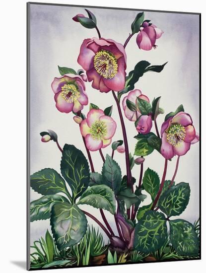 Hellebore, 2019 (Watercolour on Paper)-Christopher Ryland-Mounted Giclee Print