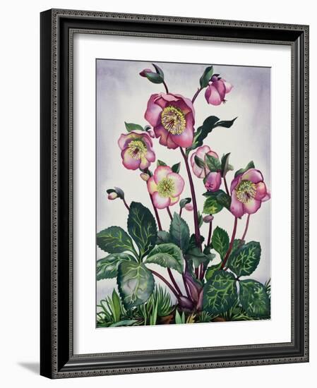 Hellebore, 2019 (Watercolour on Paper)-Christopher Ryland-Framed Giclee Print