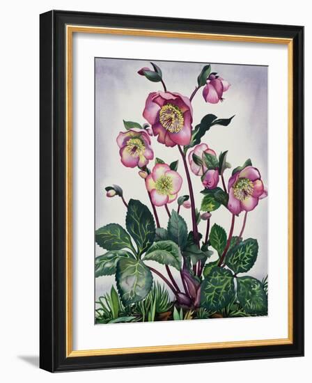 Hellebore, 2019 (Watercolour on Paper)-Christopher Ryland-Framed Giclee Print