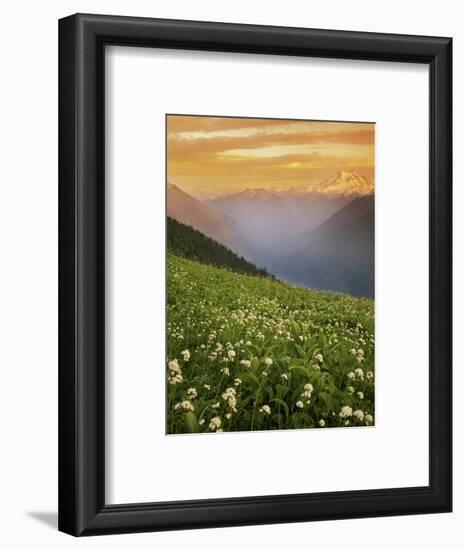 Hellebore and Sitka Valerian, Glacier Peak Wilderness, Washington, USA-Charles Gurche-Framed Photographic Print