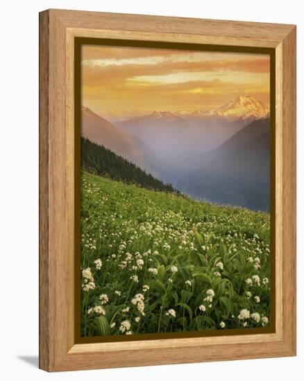 Hellebore and Sitka Valerian, Glacier Peak Wilderness, Washington, USA-Charles Gurche-Framed Premier Image Canvas