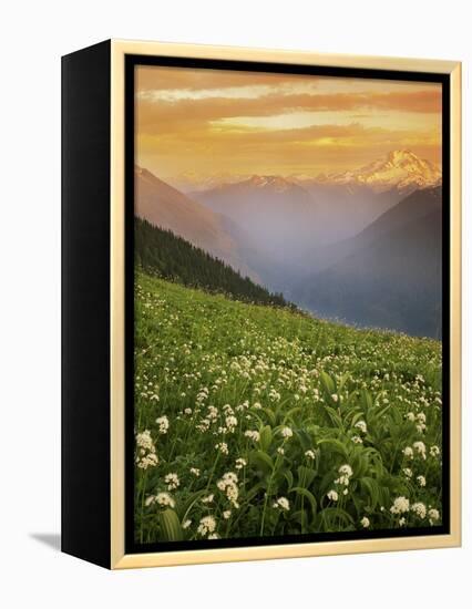 Hellebore and Sitka Valerian, Glacier Peak Wilderness, Washington, USA-Charles Gurche-Framed Premier Image Canvas