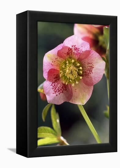 Hellebore Christmas Rose, Blossom, Niger Sp-null-Framed Premier Image Canvas