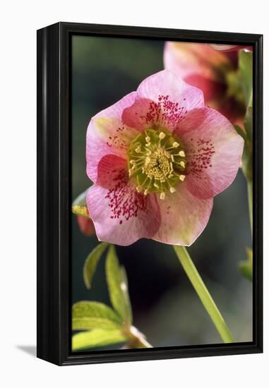 Hellebore Christmas Rose, Blossom, Niger Sp-null-Framed Premier Image Canvas