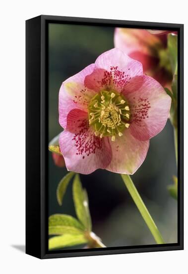 Hellebore Christmas Rose, Blossom, Niger Sp-null-Framed Premier Image Canvas