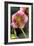 Hellebore Christmas Rose, Blossom, Niger Sp-null-Framed Photographic Print