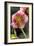 Hellebore Christmas Rose, Blossom, Niger Sp-null-Framed Photographic Print