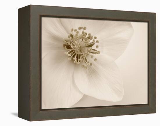 Hellebore Christmas Rose-Cora Niele-Framed Premier Image Canvas