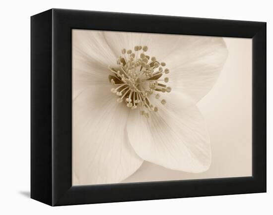 Hellebore Christmas Rose-Cora Niele-Framed Premier Image Canvas