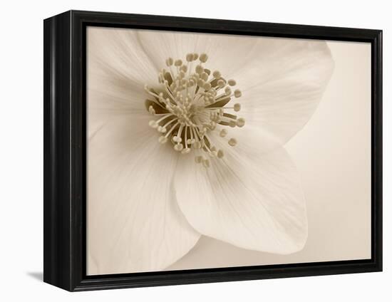 Hellebore Christmas Rose-Cora Niele-Framed Premier Image Canvas