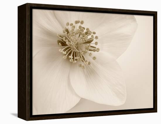 Hellebore Christmas Rose-Cora Niele-Framed Premier Image Canvas