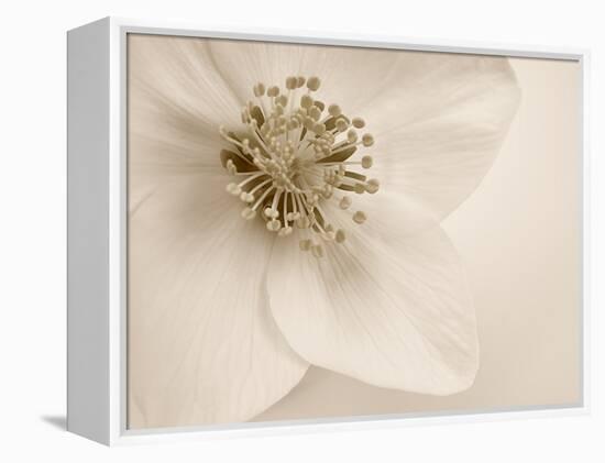 Hellebore Christmas Rose-Cora Niele-Framed Premier Image Canvas