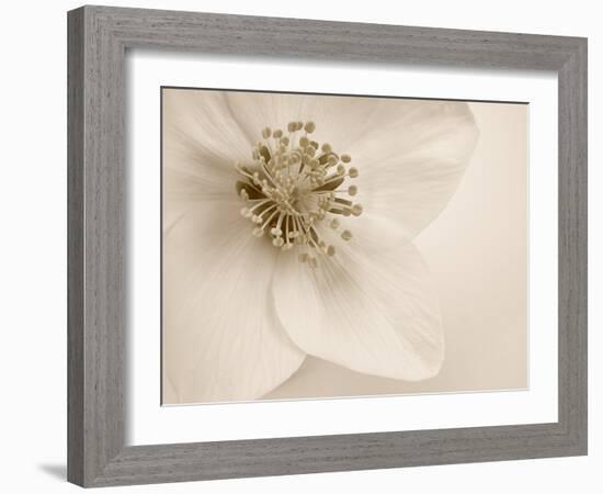 Hellebore Christmas Rose-Cora Niele-Framed Photographic Print