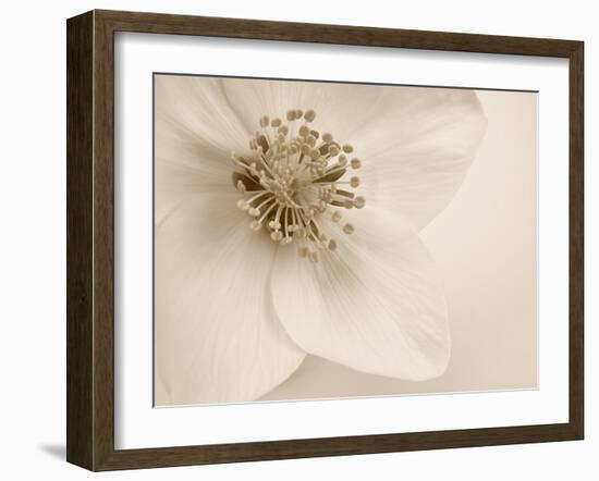 Hellebore Christmas Rose-Cora Niele-Framed Photographic Print