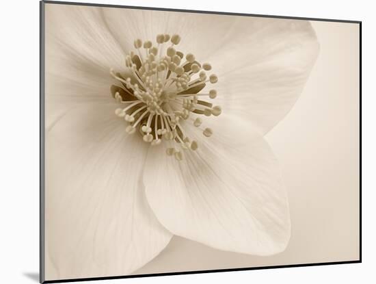 Hellebore Christmas Rose-Cora Niele-Mounted Photographic Print