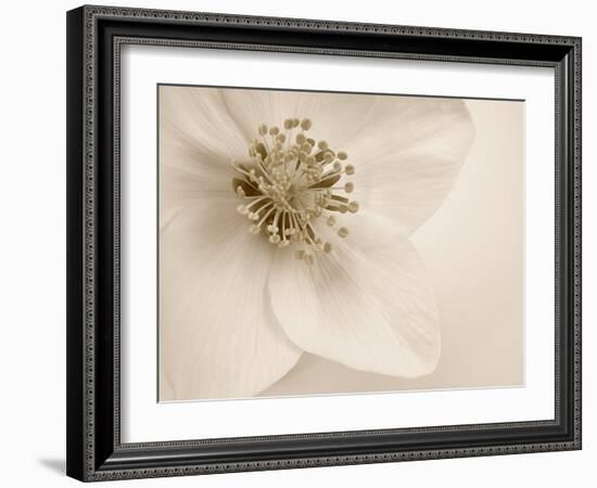 Hellebore Christmas Rose-Cora Niele-Framed Photographic Print