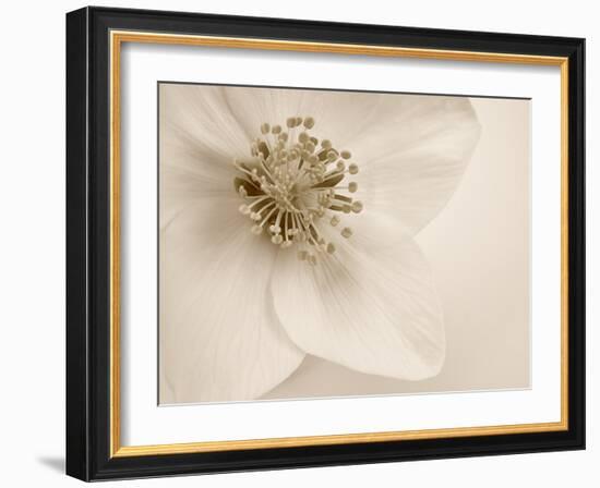 Hellebore Christmas Rose-Cora Niele-Framed Photographic Print