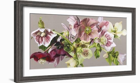 Hellebore Melody - Fawn-Sarah Caswell-Framed Giclee Print