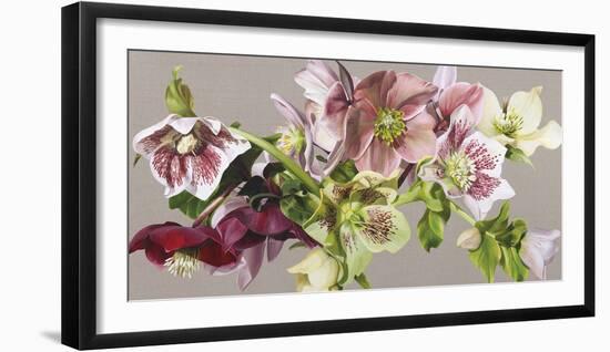 Hellebore Melody - Fawn-Sarah Caswell-Framed Giclee Print