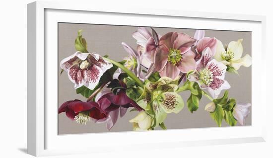 Hellebore Melody - Fawn-Sarah Caswell-Framed Giclee Print