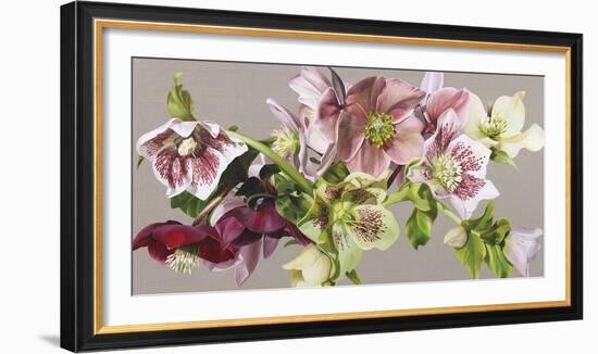 Hellebore Melody - Fawn-Sarah Caswell-Framed Giclee Print