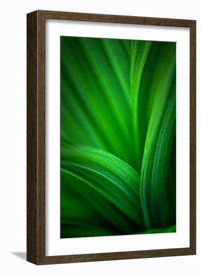 Hellebore2-Ursula Abresch-Framed Photographic Print