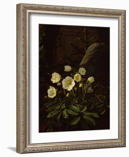 Hellebores in a Rockery-Otto Didrik Ottesen-Framed Giclee Print